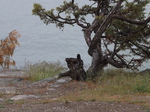 Photo of a tree stump and a growing bush alongside.